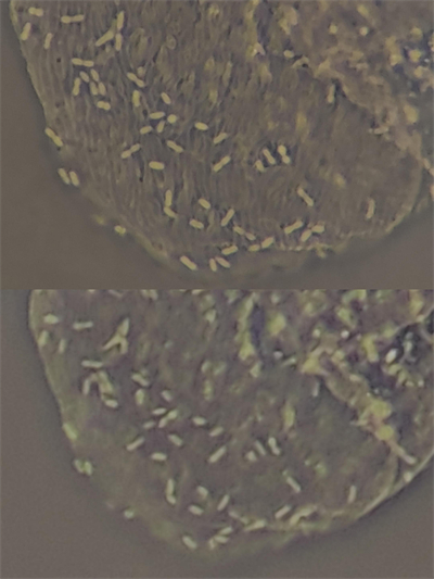 细胞生物：100倍和40倍的相差效果对比，分辨率对比很明显。.jpg