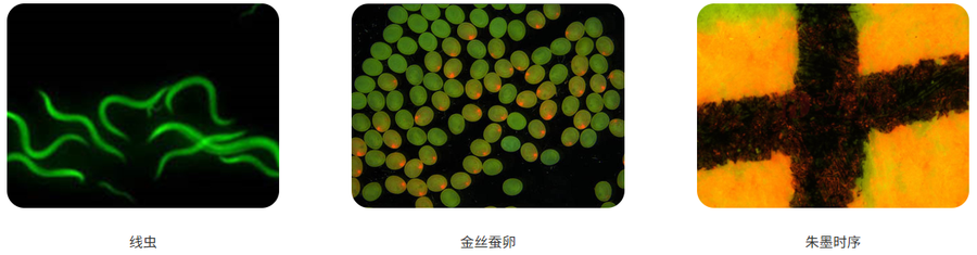 体视荧光显微镜MHZF201应用领域 体视荧光显微镜MHZF201应用领域
